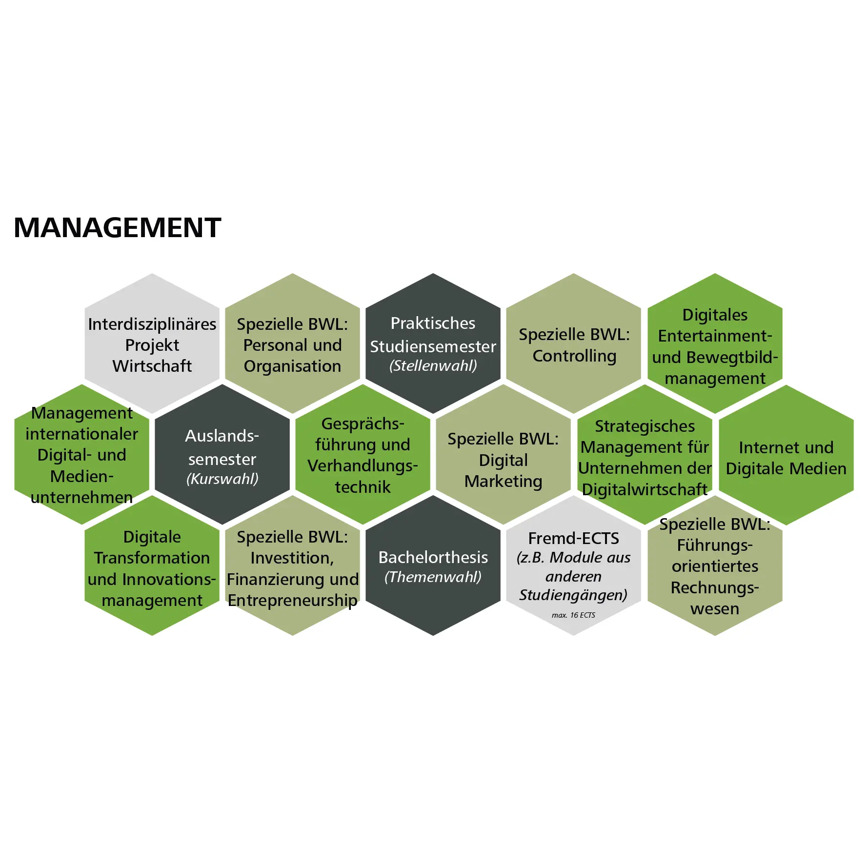 Grafik zum Studienpfad "Management"